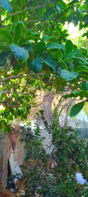 بهرام غلامحسین کهوری