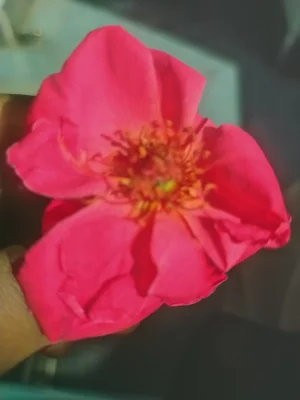 محسن کهکی