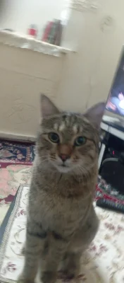 قهرمانی