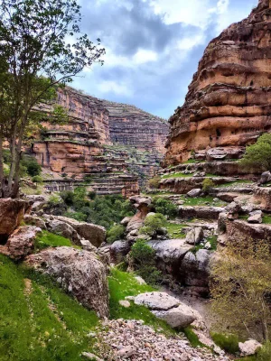 رضا روحی
