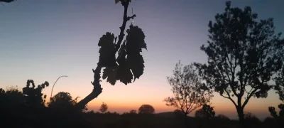 نوروزی